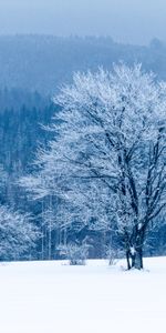 Winter,Nature,Forest,Tree,Snow,Wood