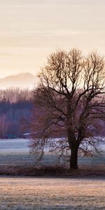 Winter,Nature,Grass,Sky,Tree,Frost,Wood