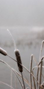 Invierno,Cañas,Naturaleza,Escarcha