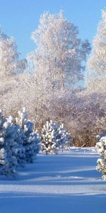 Winter,Nature,Hoarfrost,Gray Hair,Young Growth,Teen,Ate,Cover,Trees,Snow,Frost,Drifts