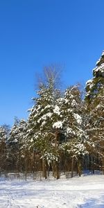 Invierno,Naturaleza,Paisaje