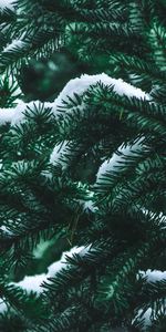 Winter,Nature,Needle,Bush,Spruce,Fir,Snow,Branch