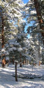 Winter,Nature,Pine,Snow,Forest