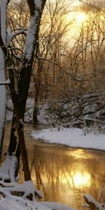 Nature,Réflexion,Forêt,Sun,Rivières,Hiver