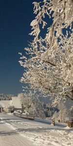 Winter,Nature,Road,Branches,Frost,Hoarfrost,Branch,Bench,Sunny