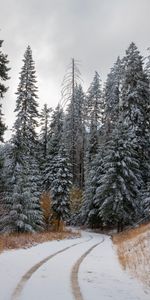 Winter,Nature,Road,Trees,Snow,Forest