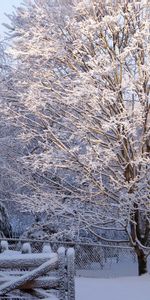 Winter,Nature,Shine,Light,Wood,Tree,Frost,Hoarfrost,Fencing,Gate,Wicket,Enclosure,Trellis,Lattice