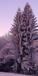 Winter,Nature,Snow,Ate,Lilac