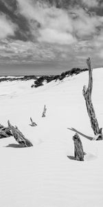 Invierno,Naturaleza,Nieve,Sucursales,Ramas,Bw,Cerro,Loma,Chb,Paisaje