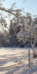 Corral,Nature,Neige,Hiver,Chevaux