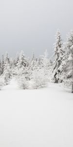 Winter,Nature,Snow,Fir Trees,Trees