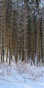 Neige,Forêt,Nature,Hiver