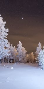 Neige,Hiver,Forêt,Nature