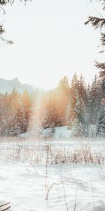 Hiver,Nature,Périphérie,Bord,Forêt,Lumière Du Soleil,Neige,Paysage