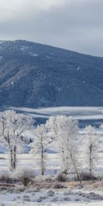 Nature,Montagne,Arbres,Neige,Hiver,Paysage