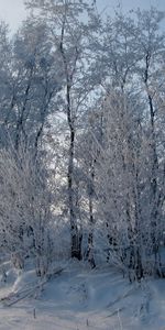 Winter,Nature,Snow,Road,Frost,Hoarfrost,Roadside,Shoulder,Trees