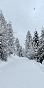 Winter,Nature,Snow,Road,Snowfall,Forest