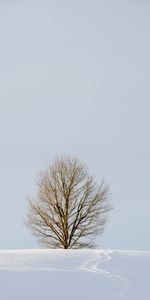 Invierno,Naturaleza,Madera,Árbol,Campo,Nieve,Minimalismo