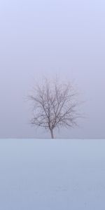 Winter,Nature,Snow,Wood,Tree,Field,Minimalism