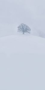 Winter,Nature,Snow,Wood,Tree,Hill