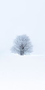 Winter,Nature,Snow,Wood,Tree,Minimalism