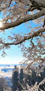 Bois,Arbre,Branches,Branche,Lumière,Sun,Briller,Nature,Hiver