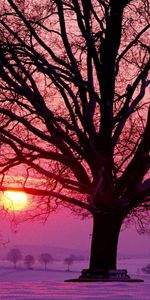 Hiver,Arbre,Branches,Nature,Neige,Bois,Branche,Bancs,Coucher De Soleil