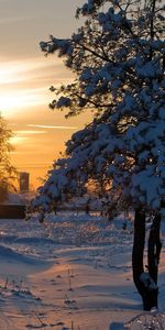 Winter,Nature,Sunset,Sun,Snow,Shine,Wood,Tree,Brilliance,Present,Nast,Light