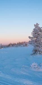 Bois,Nature,Gel,Neige,Arbre,Givre,Hiver