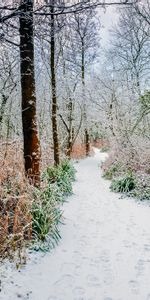 Winter,Nature,Trees,Bush,Forest,Path,Snow