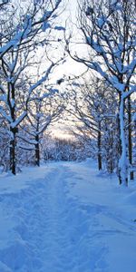 Winter,Nature,Trees,Bush,Path,Dusk,Trail,Young Growth,Teen,Twilight,Snow,Forest,Silence