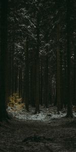 Winter,Nature,Trees,Coniferous,Dark,Forest