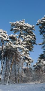 Winter,Nature,Trees,Crown,Crowns,Mighty,Snow