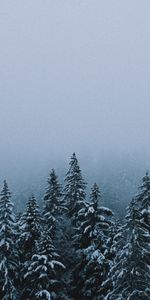 Sapins,Forêt,Arbres,Nature,Neige,Hiver