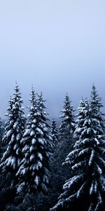 Winter,Nature,Trees,Fir Trees,Snow,Forest