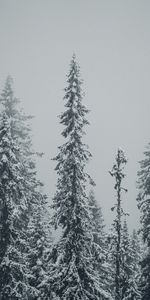 Winter,Nature,Trees,Fir Trees,Snow,Snowstorm