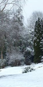 Arboretum,Variété,La Diversité,Forêt,Nature,Arbres,Hiver,Neige