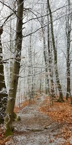 Winter,Nature,Trees,Forest,Path,Hoarfrost,Frost