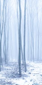 Winter,Nature,Trees,Forest,Snow,Fog