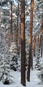 Forêt,Saint Pétersbourg,Pavlovsk,Pavlovskoïe,Arbres,Nature,Hiver