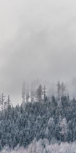 Winter,Nature,Trees,Frost,Hoarfrost,Snow Covered,Snowbound,Fog