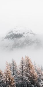 Winter,Nature,Trees,Mountain,Vertex,Top,Fog,Landscape