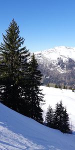 Neige,Sapins,Nature,Arbres,Montagnes,Hiver