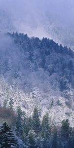 Winter,Nature,Trees,Mountains,Snow,Conifers,Coniferous,Height,Tennessee,Great Smoky Mountains