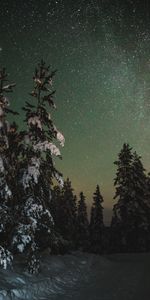 Winter,Nature,Trees,Night,Starry Sky,Stars,Snow