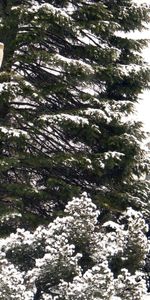 Winter,Nature,Trees,Park,Lamp,Lantern