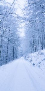 Winter,Nature,Trees,Park,Path,Snow