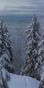 Winter,Nature,Trees,Path,Snow,Forest