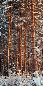 Winter,Nature,Trees,Pine,Snow,Forest