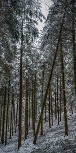 Pin,Neige,Forêt,Hiver,Nature,Arbres